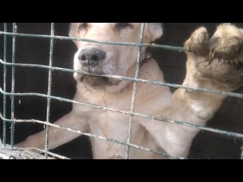 uzun zaman sonra çiftlikteyiz baya inşaat var