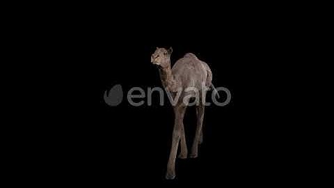Baby Camel Walk Front | Motion Graphics - Envato elements