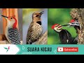 Kombinasi Suara Pelatuk Untuk Masteran Burung Lomba Mp3 - Mp4 Download