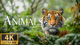 Untamed Wonders: Capturing The Majesty Of Earth's Wild Animals In 4K