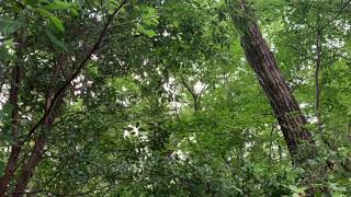 Sound of the Japan cicadas in September (from Hidaka City, Saitama Prefecture, Japan)