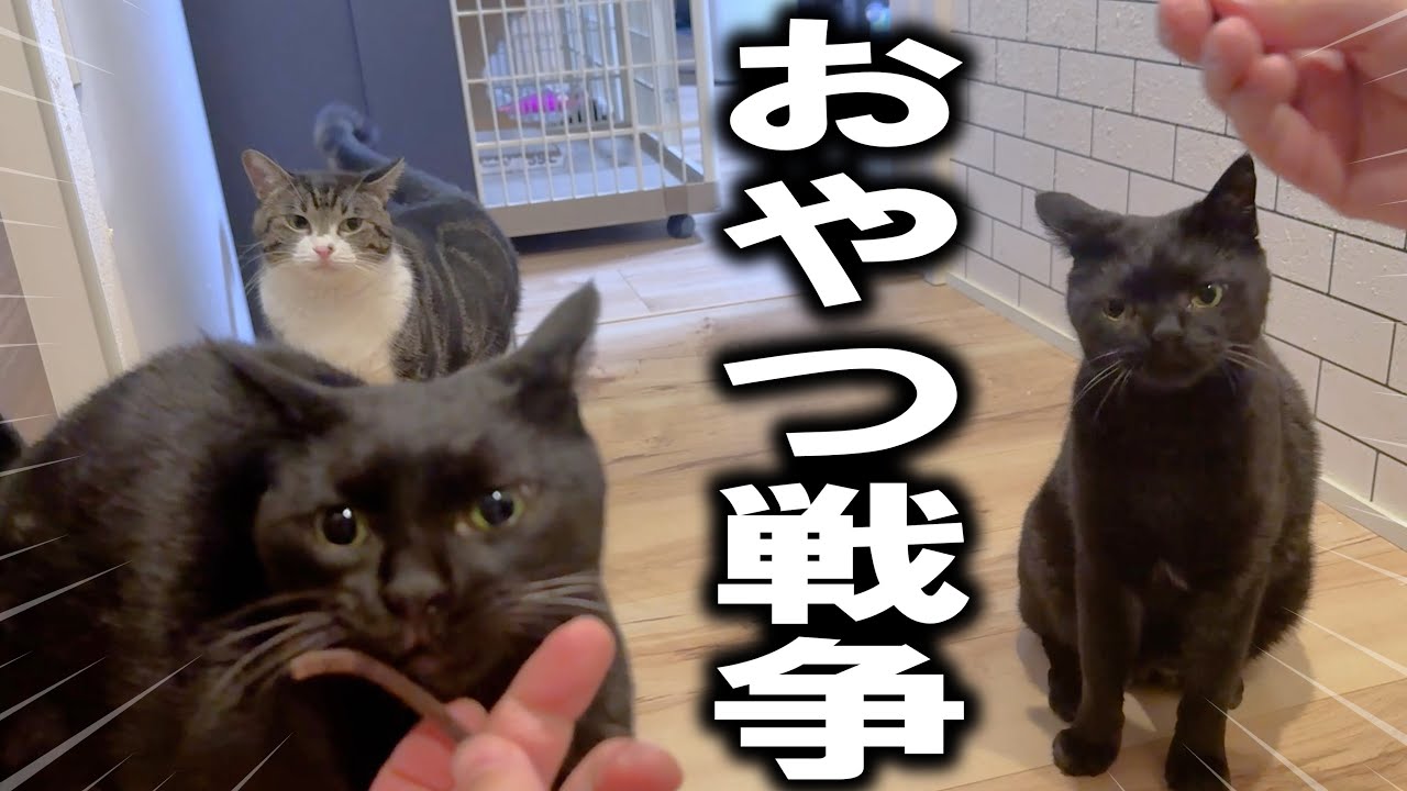 ハイパー黒猫姉妹とヤクザ猫に「マタタビ」あげたらクセ強な戦いになった年明け