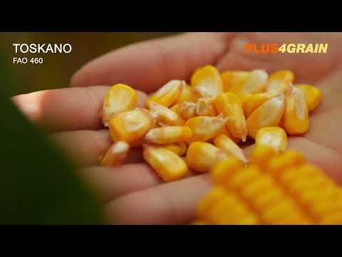 TOSKANO - novitet