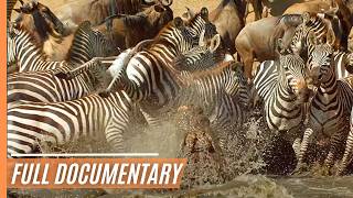 Amazing nature  Run to survive | Full Documentary