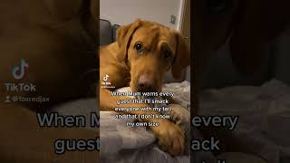 IS THAT NECESSARY #dogs #doglover #puppy #dogvideo #funny #funnyvideo #labrador #foxredlab #funnydog