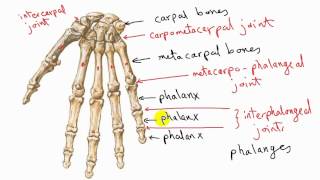 general anatomy 11 - types of synovial joints - by dr sameh ghazy