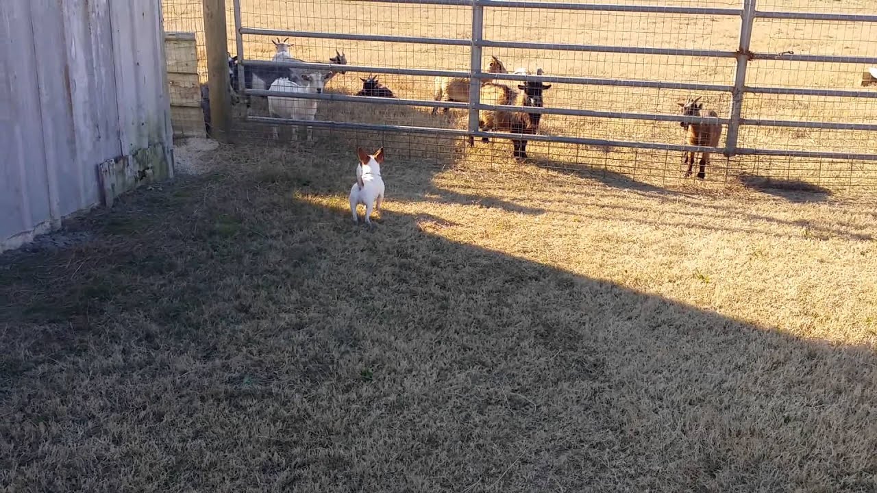 Jack Russell Terrier Playing at the Snow Creek Farm in Amite, Louisiana