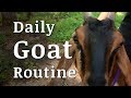 Our Daily GOAT Routine - Collaboration