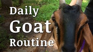 Our Daily GOAT Routine