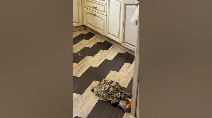 Video 11721581: scottish fold cat, bengal cat, cat exotic, cute cat