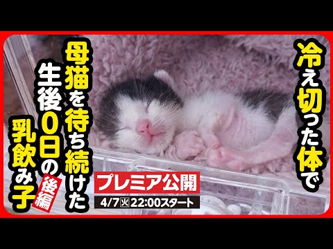 Kitten Rescue] The mother cat won't come back We rescued the