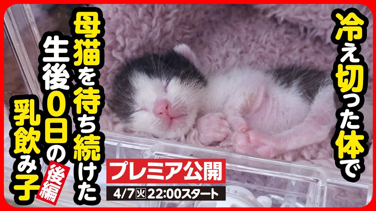 Kitten Rescue] The mother cat won't come back We rescued the