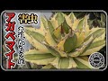 【アガベ・害虫】アガベマイト駆除後2年の様子と完全駆除の方法【多肉植物】【園芸】