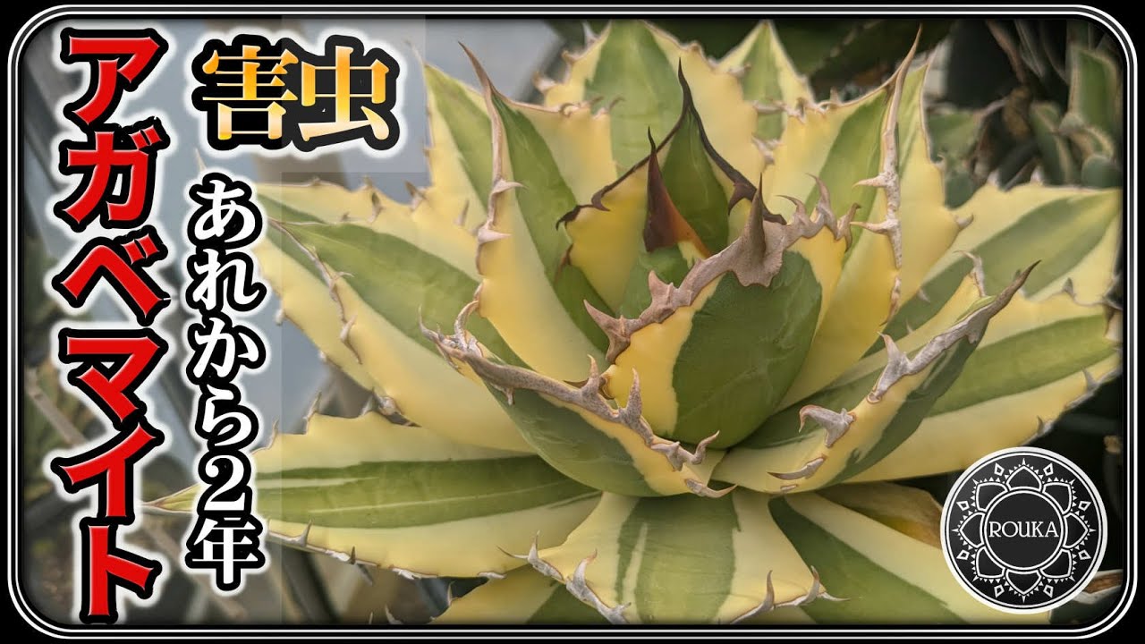 【アガベ・害虫】アガベマイト駆除後2年の様子と完全駆除の方法【多肉植物】【園芸】