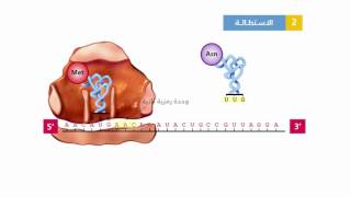 مراحل تركيب البروتينات (الترجمة)