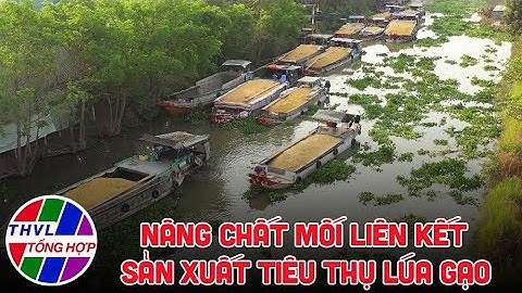 Nông nghiệp bền vững: Nâng chất mối liên kết sản xuất tiêu thụ lúa gạo