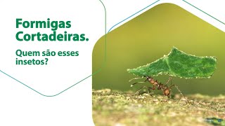 Formigas Cortadeiras: Quem são esses insetos?