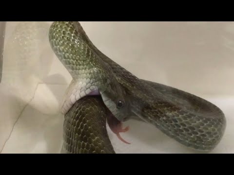 アオダイショウにピンクマウスsをあげたら大変なことに ヘビ捕食動画その16 Youtube