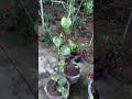 अब होगी पैसों की बारिश #moneyplant #nature #greenjharkhand #Anil04vlogs #viralshort