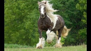 Most Beautiful Horse Breeds Around The World