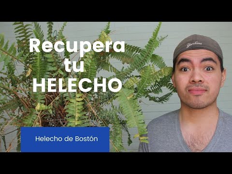 Video: Datos sobre el helecho mosquito: aprenda sobre la planta del helecho mosquito y sus usos