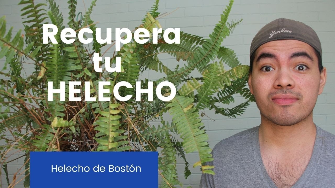 Recupera a tu helecho Nephrolepis exaltata Deja de matar a tu Helecho de Boston -