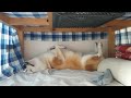 コタツの中で脚ぴょこへそ天で寝る柴犬