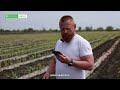 20% цукрової кукурудзи вбив приморозок, але качанам бути — Ігор Карабанов
