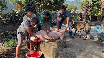 Mổ Lợn 200 kG Béo Ú, Siêu Phẩm Tiết Canh Lợn Và Thịt Nộm Nâu Ngon Tuyệt Đỉnh - Nhíp Sống Tây Bắc