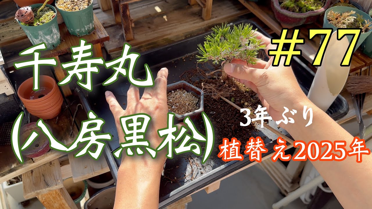 77【千寿丸(八房黒松)】3年ぶりの植替え~2025年~ #bonsai #盆栽 - YouTube