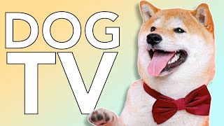 3 Hours of Exciting TV for Dogs with Relaxing Music!
