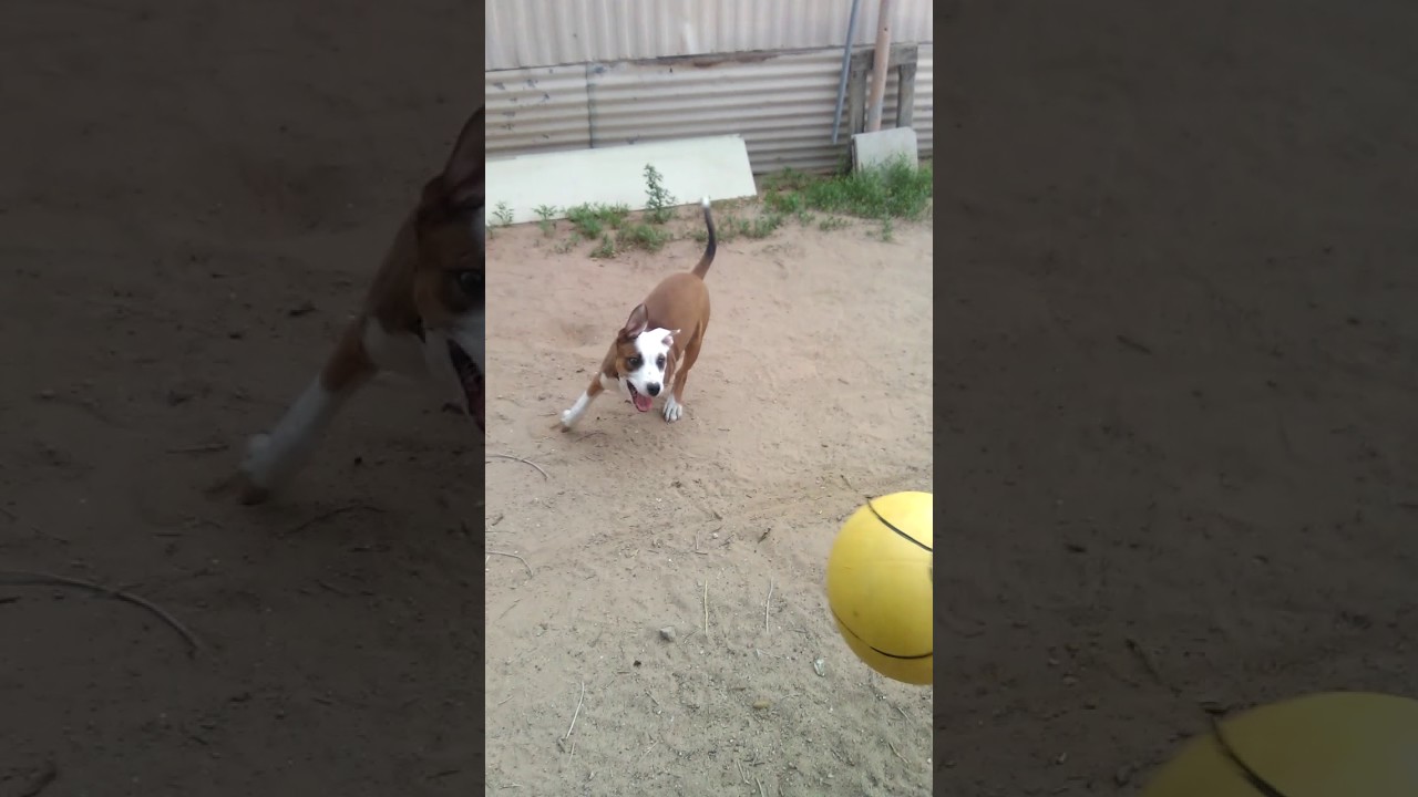 Dog trying to play tetherball YouTube