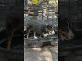 🐶💦 Pool day fun! Please subscribe! #nycdogs #fypシ #dogshorts #youtubeshorts #dogwalking #dog #fy