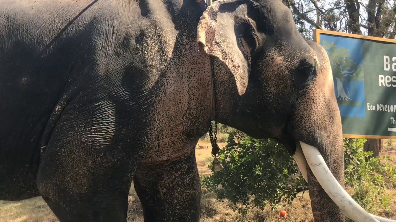 Kumki Elephant making his way back home - YouTube