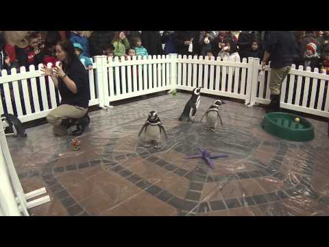 shedd-aquarium-penguins-at-navy-pier-snow-days-festival,-chicago