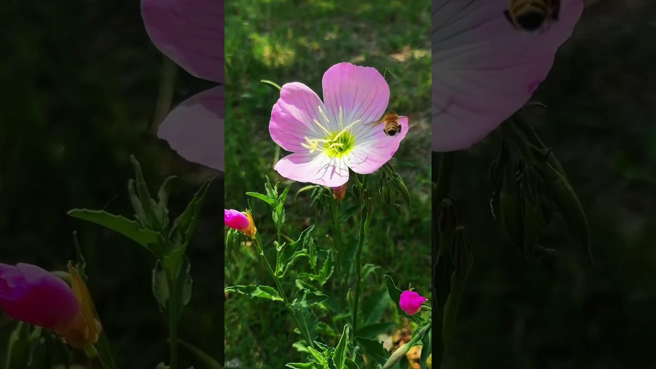 Evening Primrose Flower