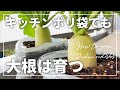 【ベランダ菜園】キッチンポリ袋で大根の袋栽培| How to grow Daikon radishes in plastic bags| ダイコンの育て方【土寄せ】で太く・真っすぐに!
