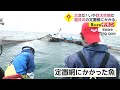 大漁? いやジンベエザメ　全長8メートル 福井沖の定置網