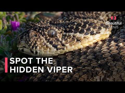 How To Safely Handle A Camouflaged Puff Adder