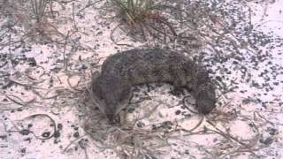 Shingleback Lizard by FuzzyBeastStudio 316 views 12 years ago 14 seconds