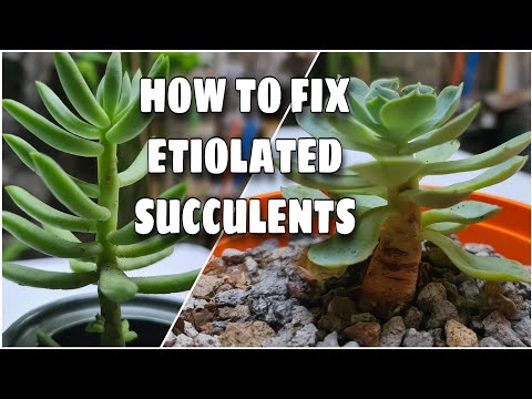 HOW TO FIX ETIOLATED (STRETCHED) SUCCULENT