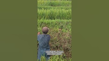 super sharp simple smart tool for cutting grass on rice fields quickly #shorts