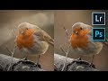 Fix Blurred Twigs in Front of your Subjects | Photoshop Tutorial Lightroom | Wildlife Photography