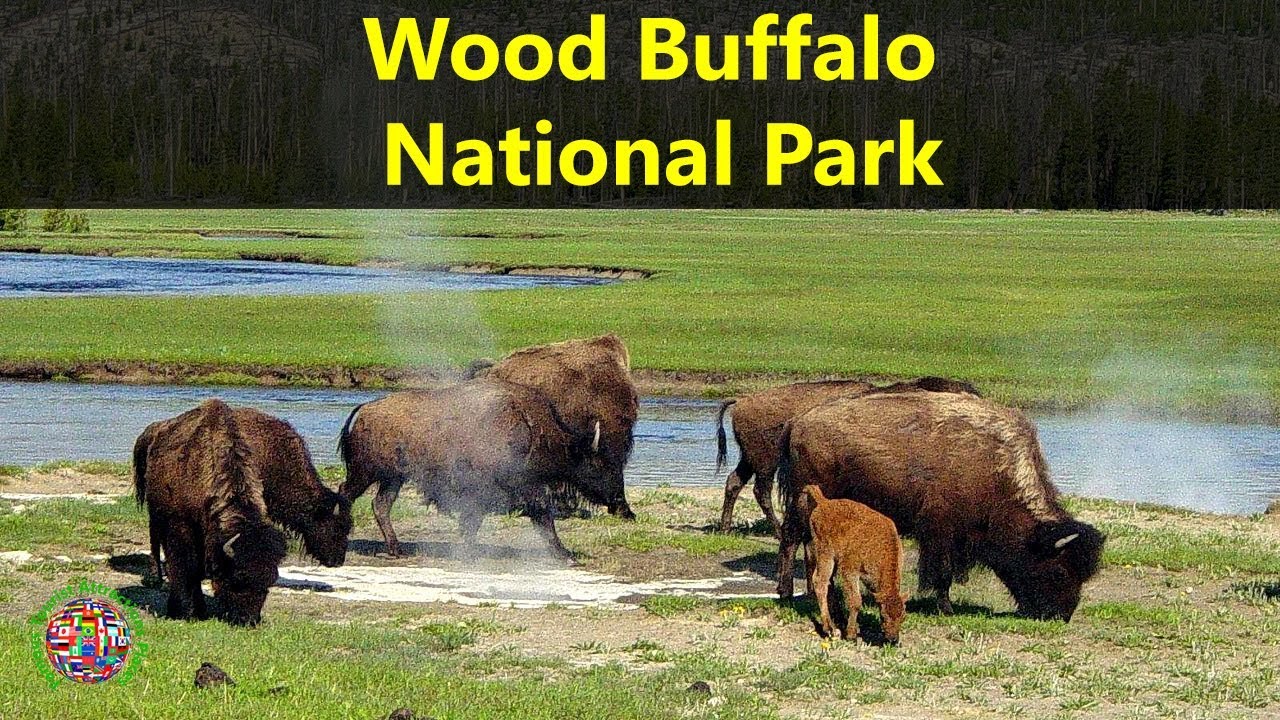 Best Tourist Attractions Places To Travel In Canada | Wood Buffalo