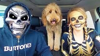 Golden Skeleton Surprises Puppy With Car Ride Chase!
