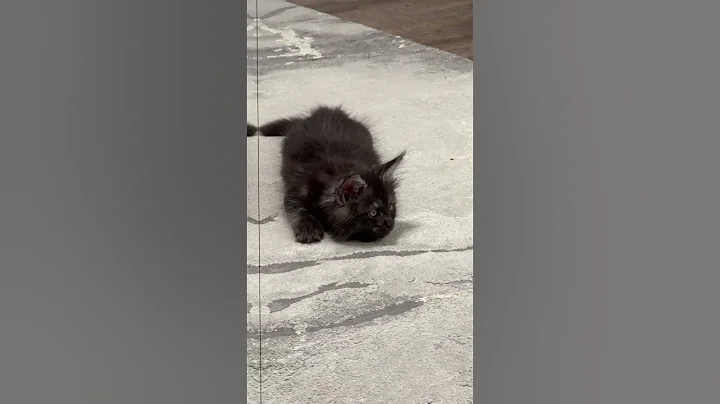 Video 11816441: coon mainecoon kitten cat, mains coon cat mainecoon, mainecoon cat cutecat kitten, mainecoon cat kitten pets, mainecoon cat pet animal, giant maine coon cat, wonderful maine coon, pure maine coon