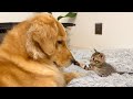 保護した子猫が、犬のお母さんを見つけました...【ゴールデンレトリバー・ボーダーコリー】
