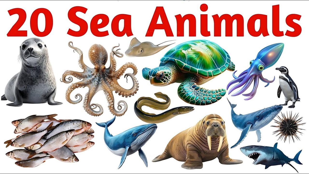 20 समुद्री जानवरों के नाम सीखें | 20 Sea Animals Names in English & Hindi Kids Vocabulary Learning