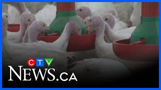 Confirmed case of avian flu in Amherstburg