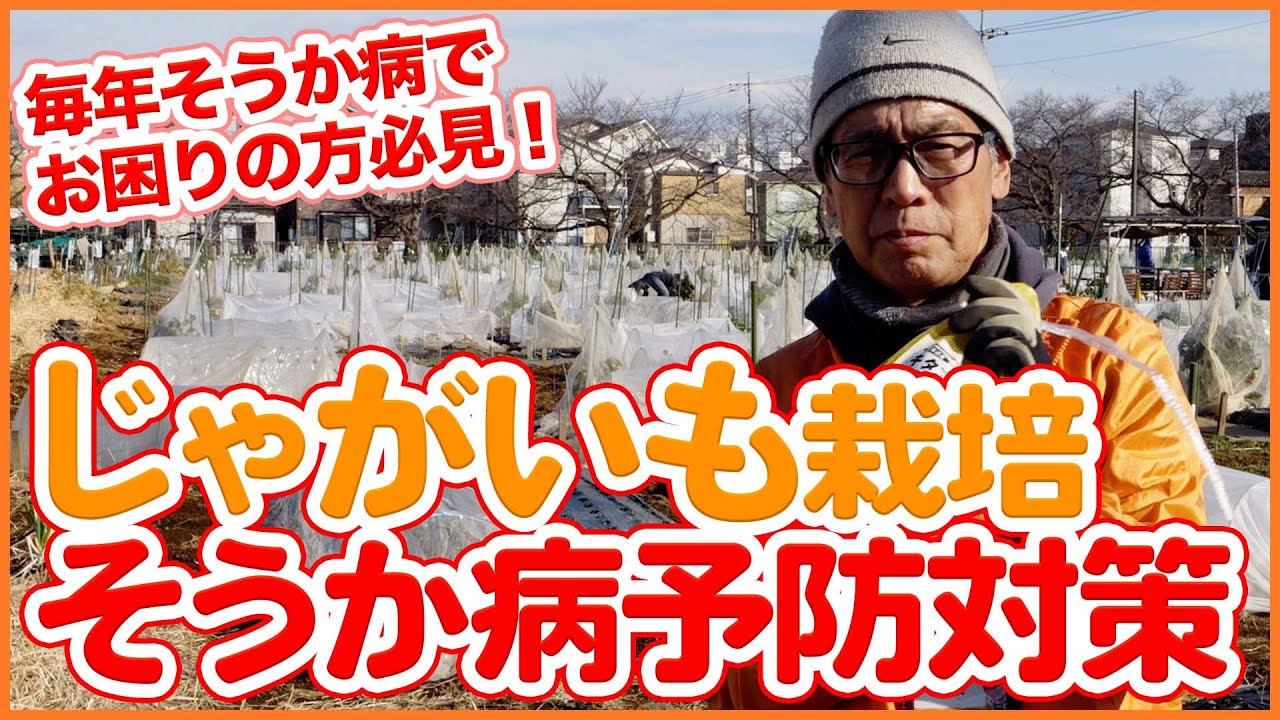 家庭菜園や農園のジャガイモ栽培！そうか病予防対策！【農園ライフ】
